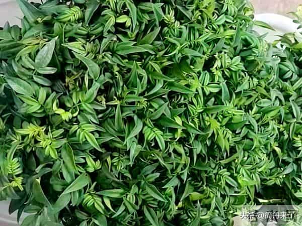 20种花店常见花材图片分享，有你喜欢的吗？