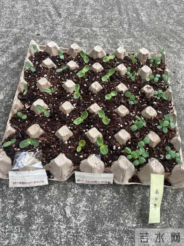 不要钱的“废物改造”,9个变废为宝的家居妙思,简直天才!