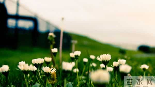 人算不如天算，12月14日至12月20号下周生肖，生肖鸡，走运了