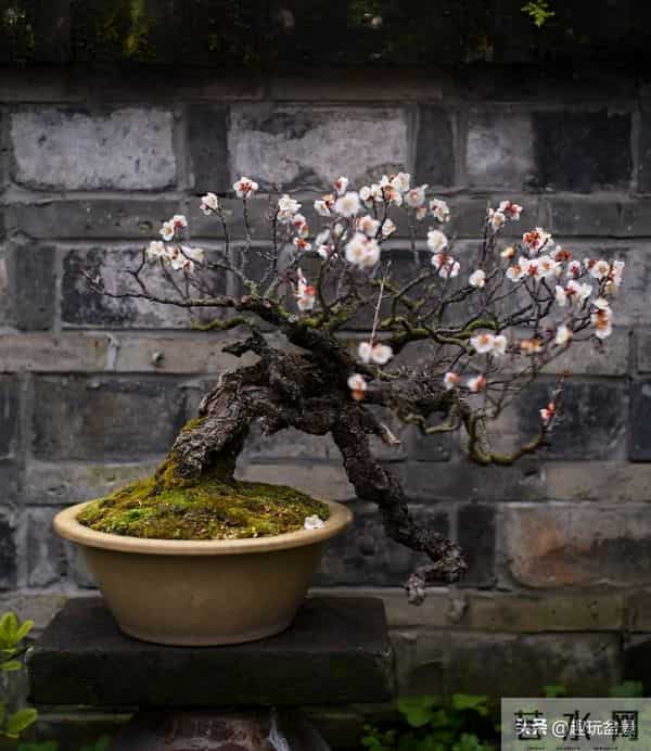 玩盆景，这几种树“至少要玩上一盆”！行家眼里的“硬通货”。