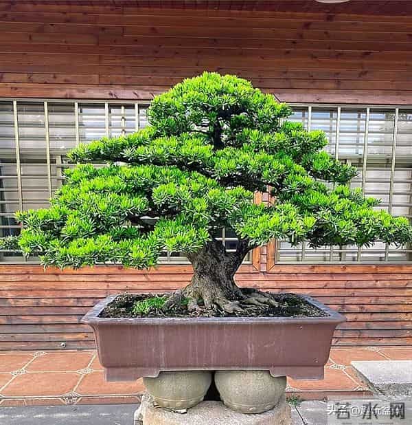 玩盆景，这几种树“至少要玩上一盆”！行家眼里的“硬通货”。