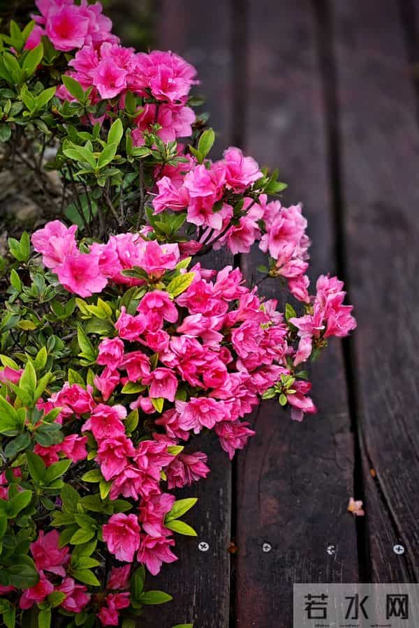 永远属于你、爱的快乐（杜鹃花）