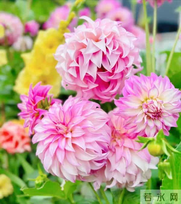 比脸大的“吉祥花”,竟然是“红薯块”长出来的!