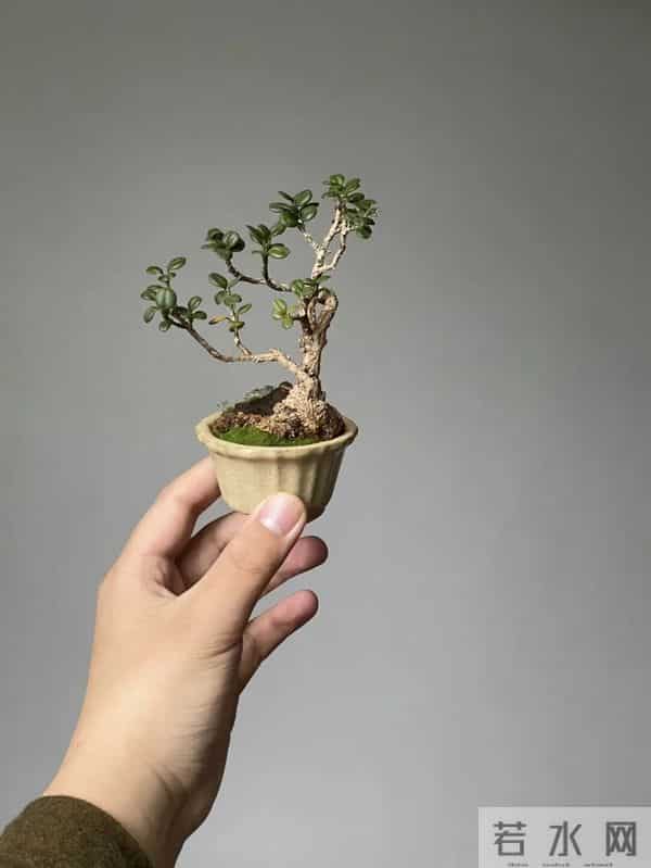 黄杨盆景：3种常见品种，哪种好养一看就懂！