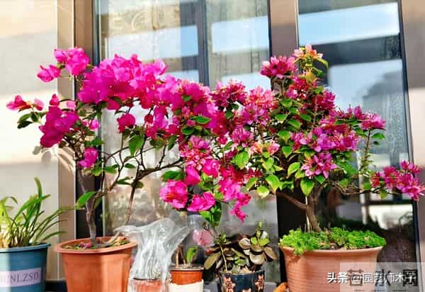 冬季三角梅掉花又浅色？暖气房做好 3 点，花苞艳压室外，新手也会