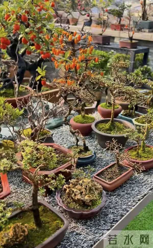 一盆装下“山野景”?爷爷亲传:3 类树桩盆景,各有各的讲究