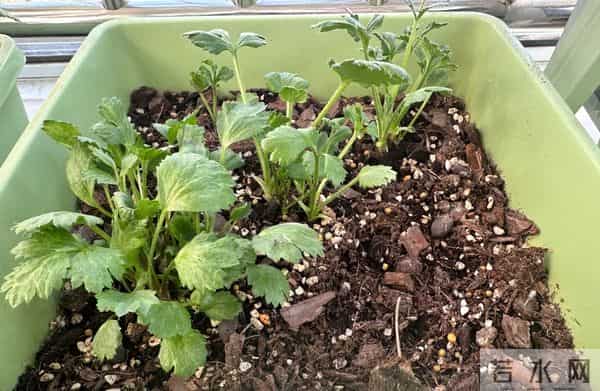 江苏一姐姐，盆栽“洋牡丹太美了”仙气十足：好靓！如何养爆？