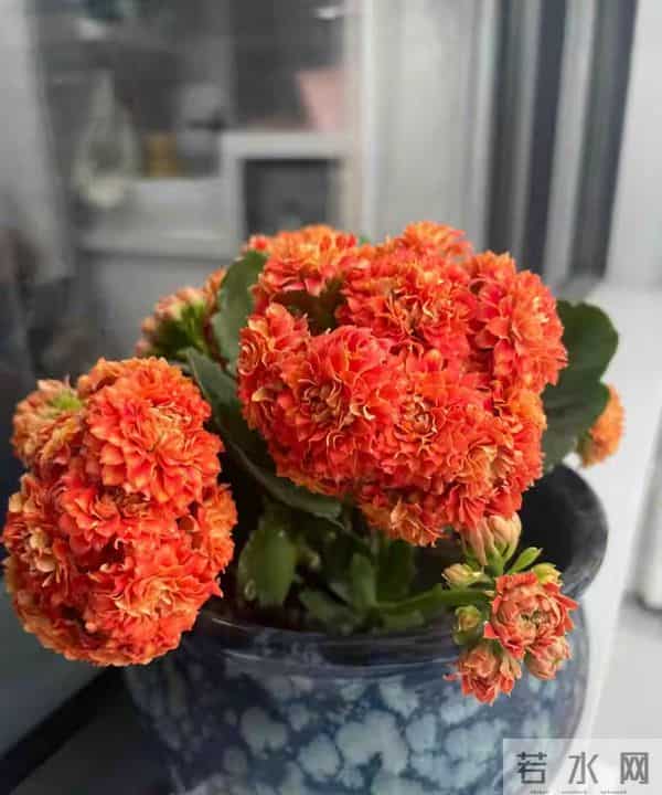 长寿花又出新品种，花比拇指还大，华丽似牡丹，一年开三季