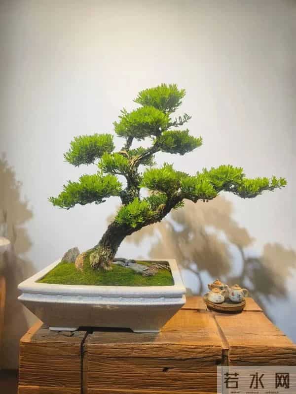 黄杨盆景：3种常见品种，哪种好养一看就懂！