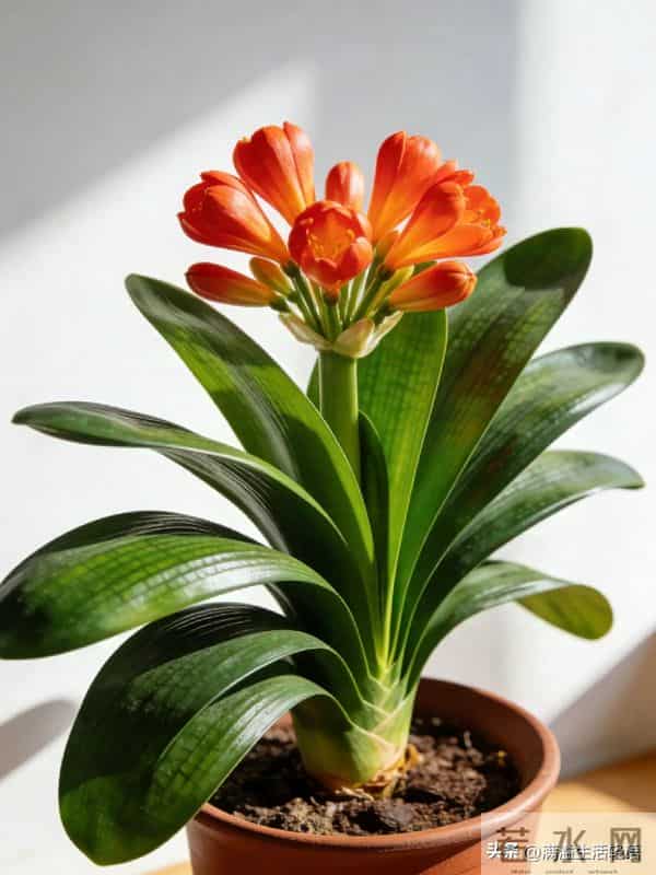 君子兰养护口诀-君子兰喜干旱，浇水一多根就烂；君子兰不喜……