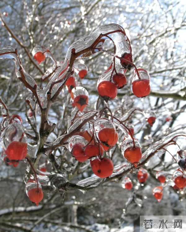 家有院子，别只种花了！种上中草药，好看实用又养生~
