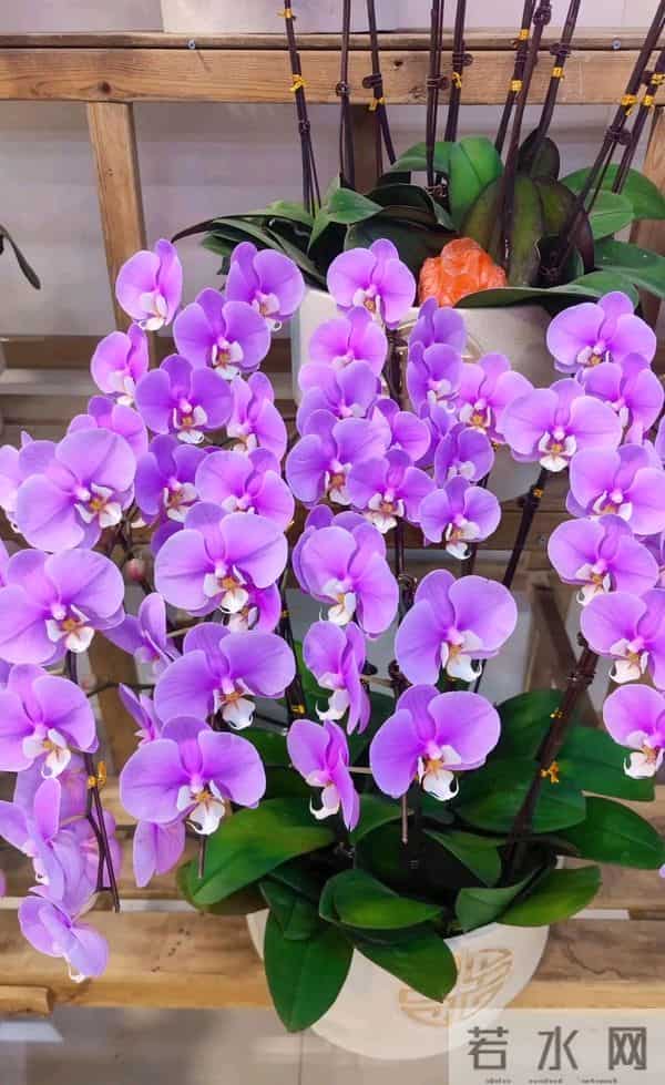 12月入手8款年宵花！摆家里年味拉满，新年日子红红火火