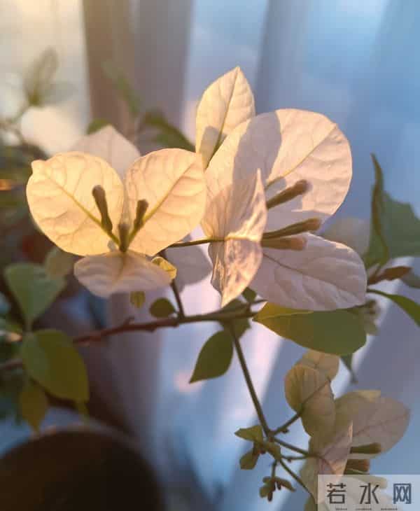 大叔用一把剪刀，把三角梅养成“艺术品”：造型美爆了，真牛！