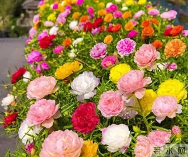 开花又多又漂亮的3种花,寒冬天养一盆,花枝招展,芬芳泗溢