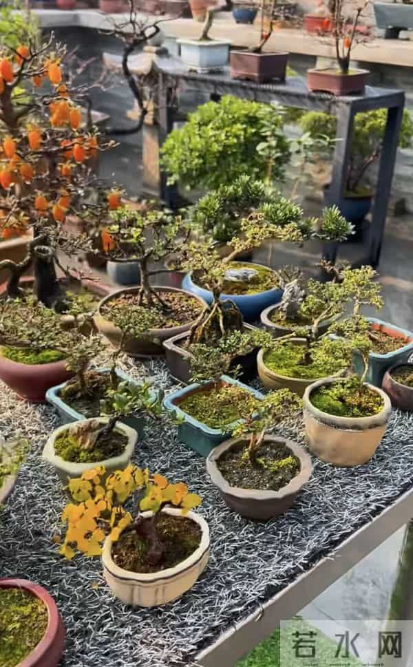 一盆装下“山野景”?爷爷亲传:3 类树桩盆景,各有各的讲究