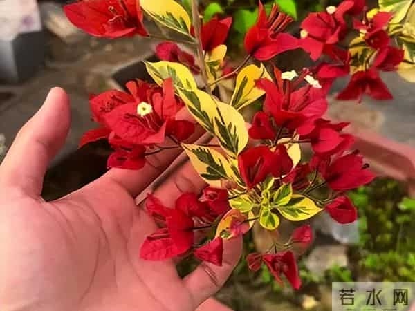 十种容易爆花的三角梅“老枝开花”品种，一开就爆盆