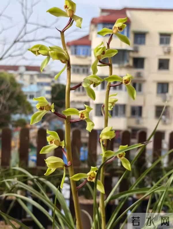 春兰叶尖焦黑?揪出4个祸根,对症下药,救回“病兰”