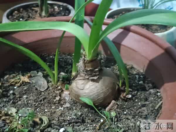 六路奔向寒冬来，一齐走过鲜花开，朱顶红的安全越冬对策