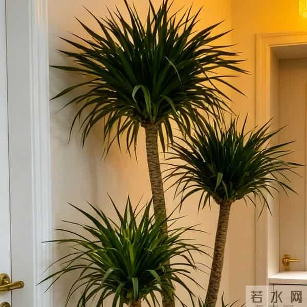 龙血树冻伤,叶子发黑就晚了!摸一处早3天发现,3步救回