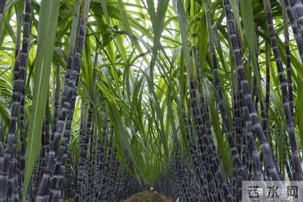 很多人都不知道,这些水果蒸着吃,营养翻倍,清热润燥又开胃!