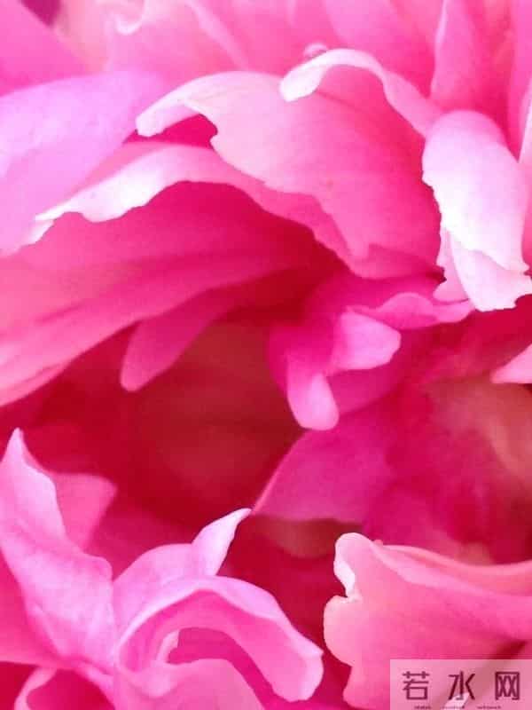 芍药:在岁月里,留下一抹温柔的印记