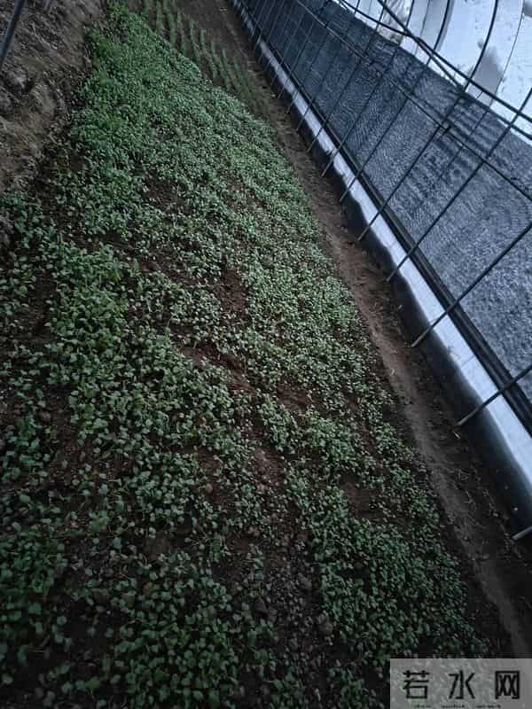 人家下雪天往家跑，而我下雪天往菜地跑，是憨了还是傻了？