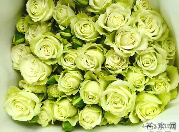 20种花店常见花材图片分享，有你喜欢的吗？