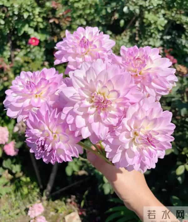 比脸大的“吉祥花”,竟然是“红薯块”长出来的!