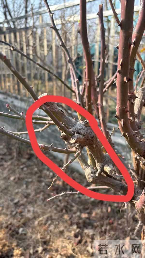 树状月季冬季这样剪，来年开出一树花