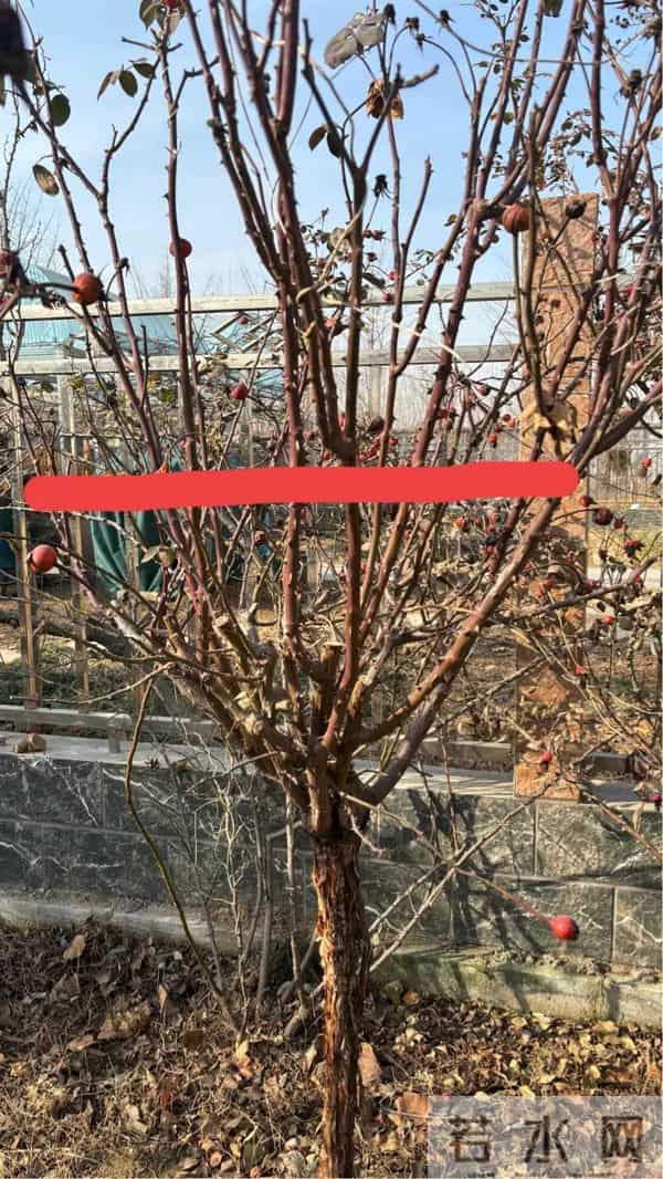 树状月季冬季这样剪，来年开出一树花