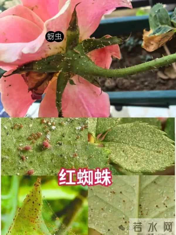 小苏打是“养花万能肥”，太好使了，不招虫不得病，养啥花都能旺