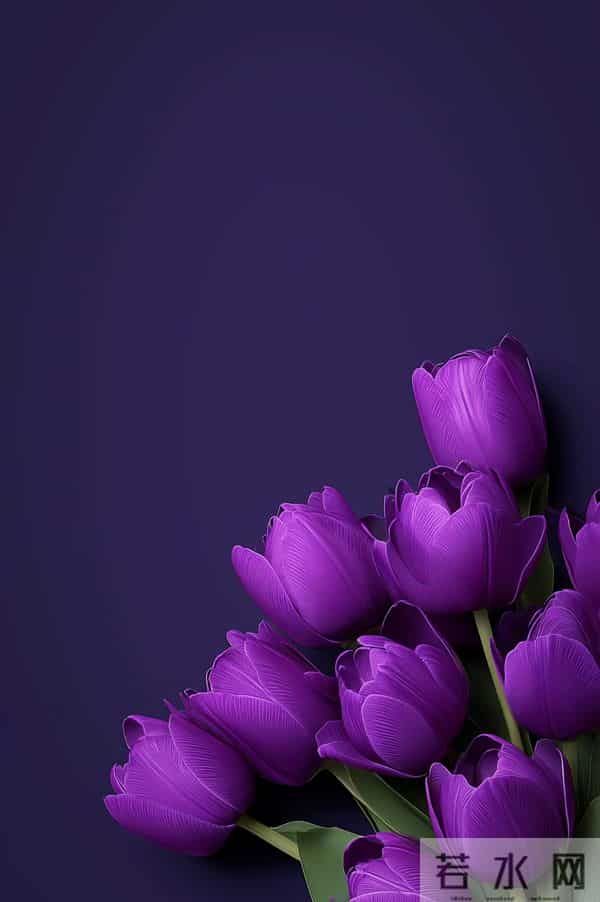 紫色郁金香 壁纸