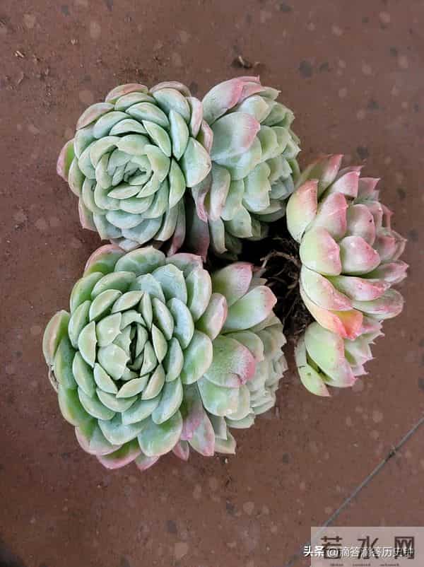 又到一箱多肉，先记录一下名字