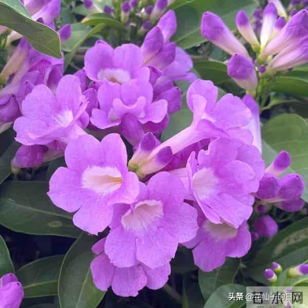 分享图片～鲜艳夺目，五光十色的蒜香藤《上汽》