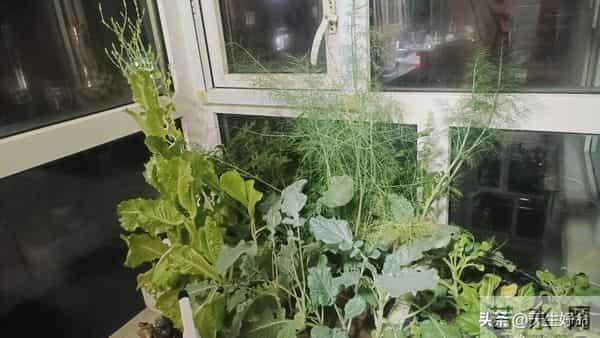 新手必看！头次阳台种菜全成活，半个多月冒新芽，自给自足超划算