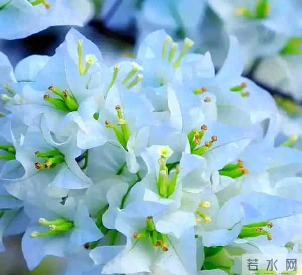 冬季三角梅别乱剪！这4个耐寒品种，剪早了错过整季花