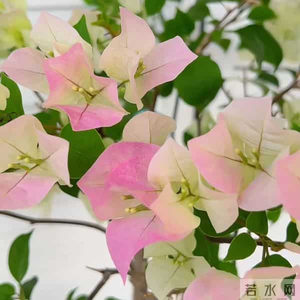 冬季暖气房养三角梅，光够温够还掉花不上色？只要做好“3点”