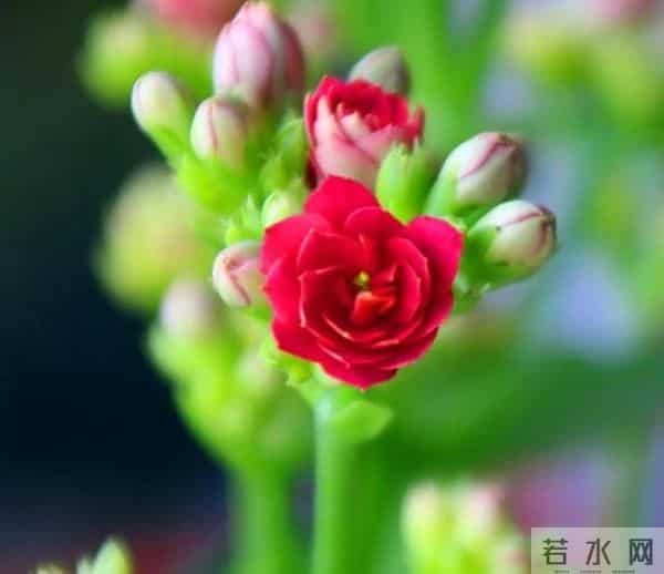 长寿花养不爆盆？学会这6招，从11月开到明年4月，花团锦簇压弯枝