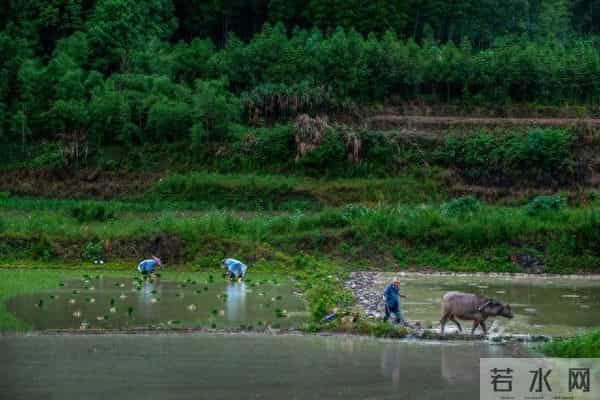 大姐最大（112）