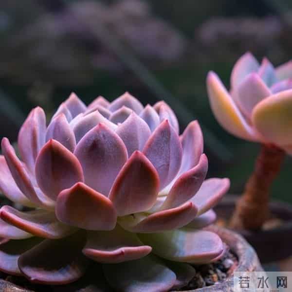 多肉养成果冻糖，靠4个反常识操作！第3个90%的人做反了