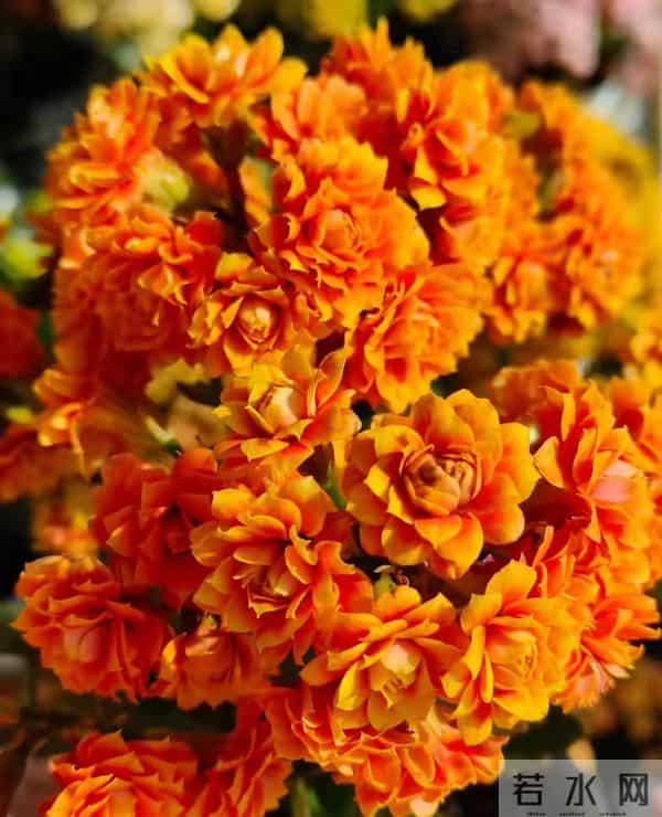 长寿花又出新品种，花比拇指还大，华丽似牡丹，一年开三季