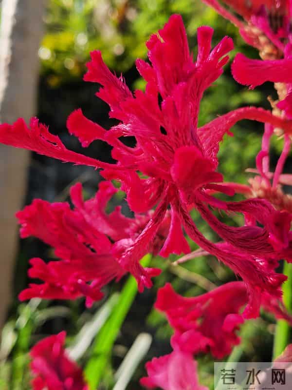 花开烂漫尽情艳