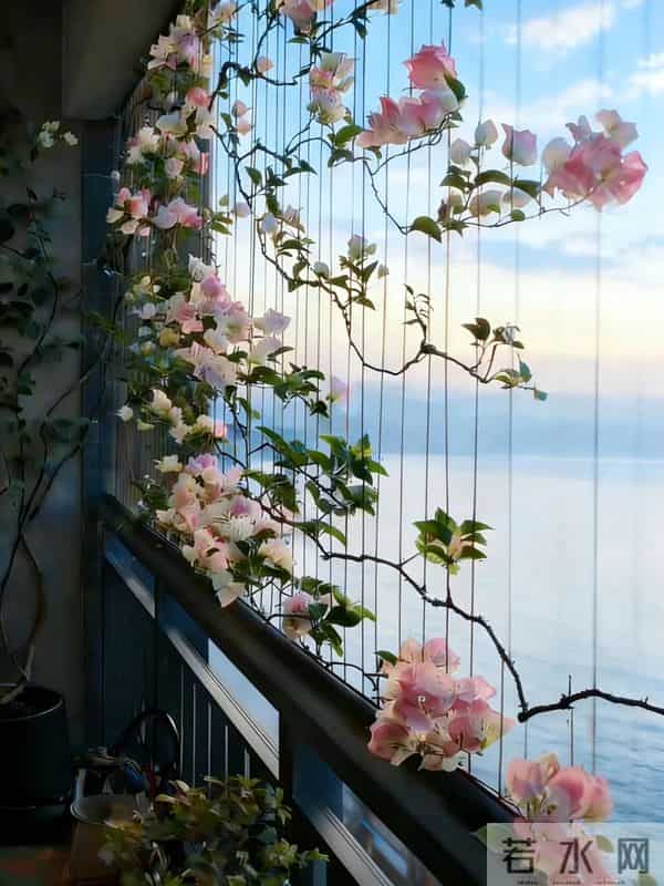广东一女子，因国风版三角梅走红，阳台爬满花瀑布，网友：求教程