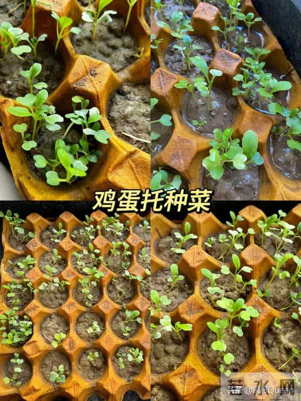 不要钱的“废物改造”,9个变废为宝的家居妙思,简直天才!