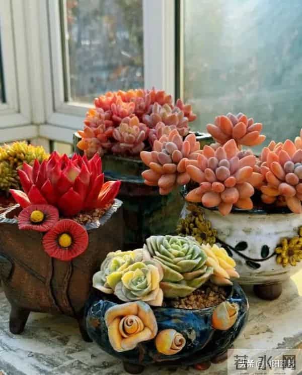 冬天搬到家的多肉，浇1次水，能顶1个月，甚至不浇水都行！