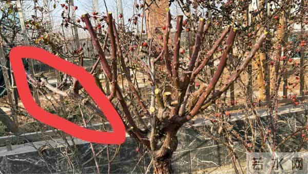 树状月季冬季这样剪，来年开出一树花