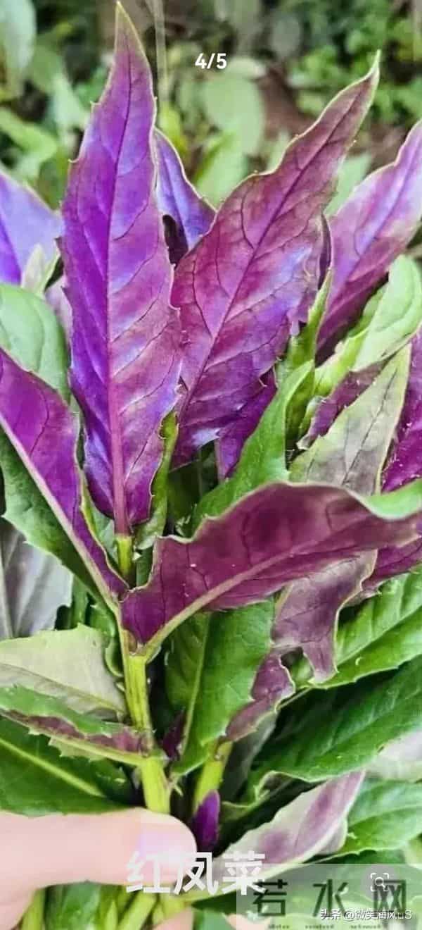 悲情的台湾老兵大陆探亲行（六）（原创）