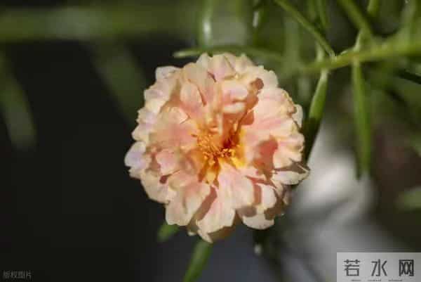 冬天养太阳花!照这4点养,1个月满盆花苞