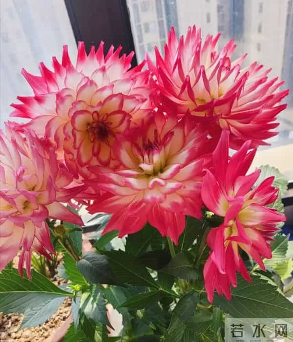 比脸大的“吉祥花”,竟然是“红薯块”长出来的!