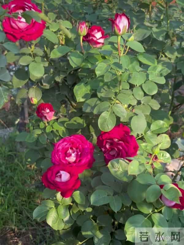 不同季节下的莫妮卡贝鲁奇月季花